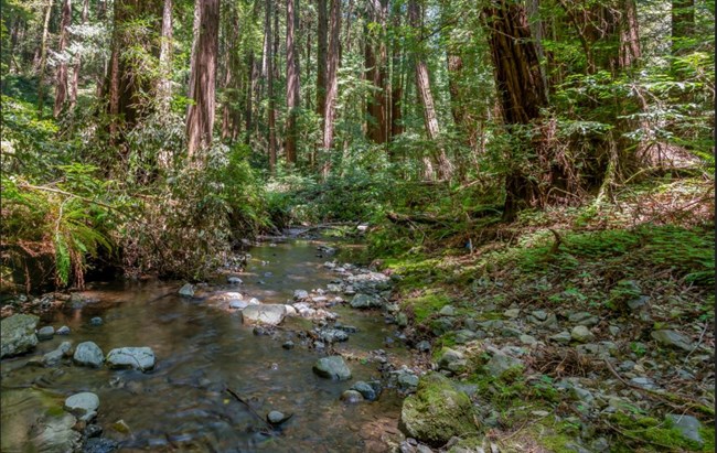 Sunlight reflects off a creek surrounded by a vibrant green redwood forest.