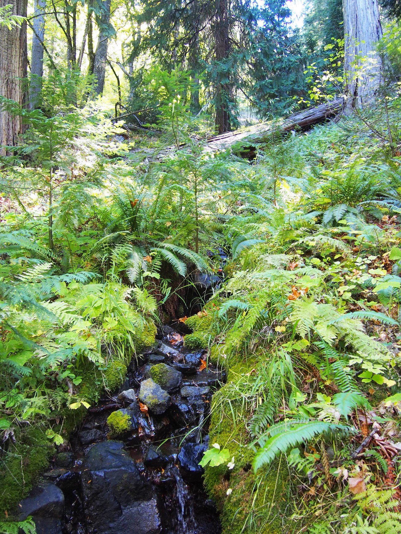 Narrow, rocky creek surrounded by lush greenery.