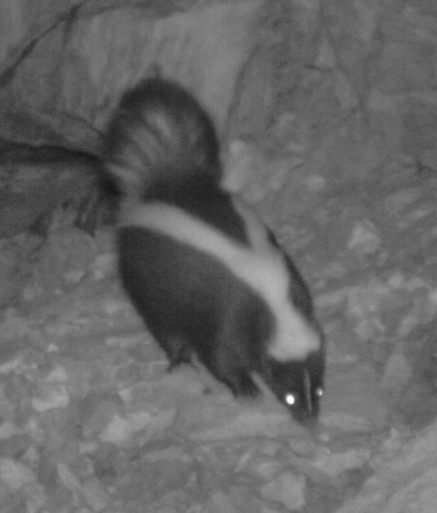 A striped skunk standing on a rock in a cave entrance.