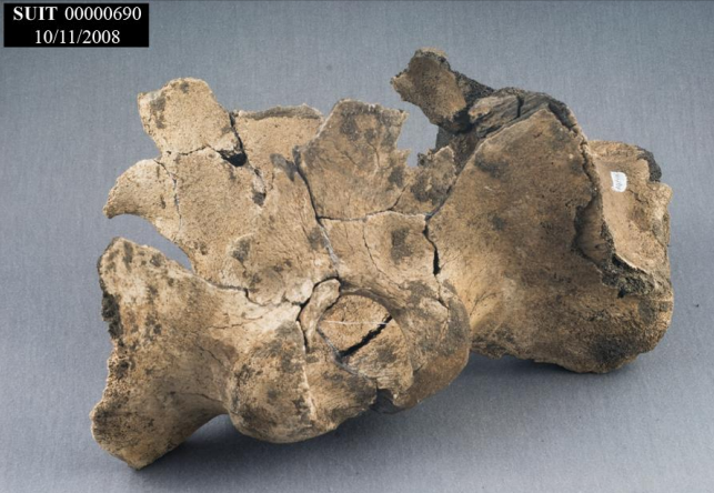 suit fossil bone