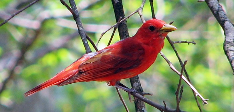 A bright red bird with a thick, yellow bill perched on a small branch.