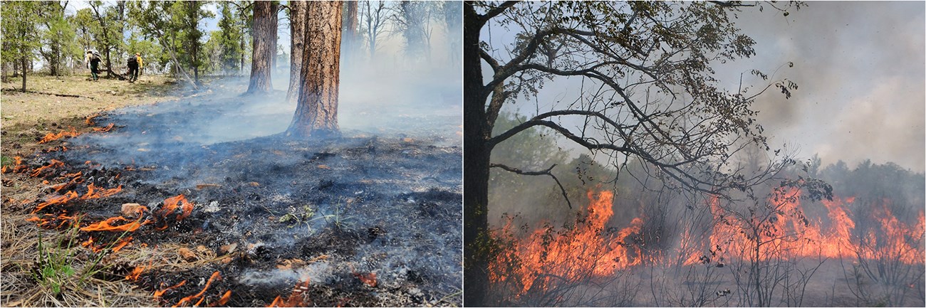 Two images juxtapositioned: Left - Small flames creep in a Ponderosa pine forest consuming dead needles and pine cones. Right - Large flames consume grasses in a prairie setting.