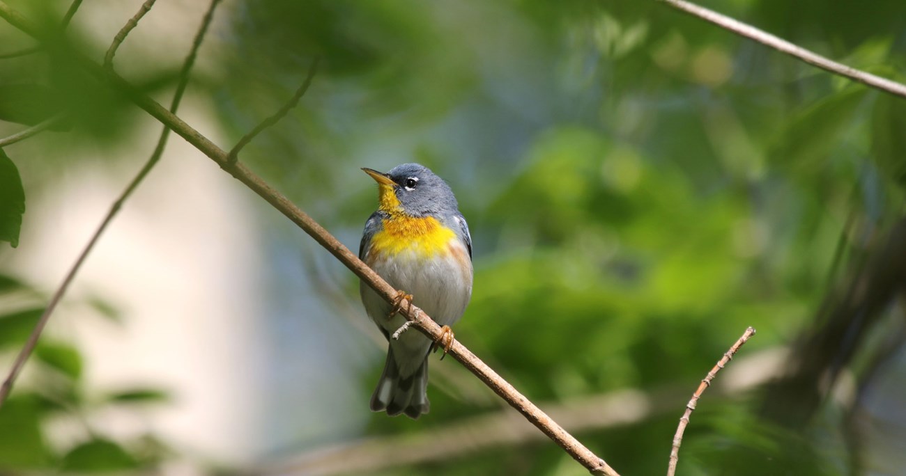 susq-bird A yellow bird.