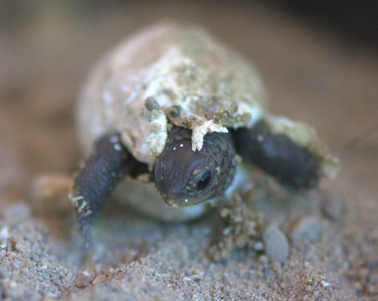 Brian and the entire TWRA terrapin team work diligently throughout the season to acquire as much data as possible on this threatened species. Having baseline data they can add to each year will allow TWRA to see trends over time that may help with species