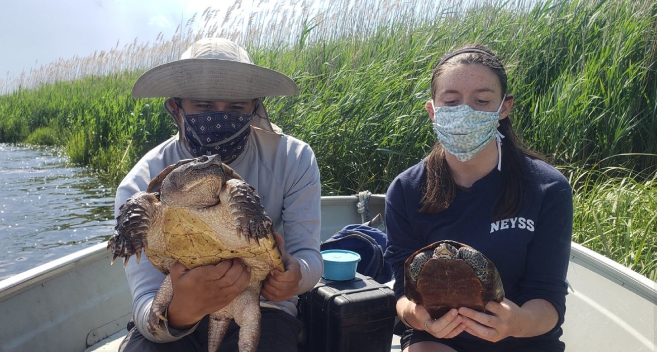 In 2020, the study team also tagged and collected data on snapping turtles, including information such as length, weight, and sex. While snapping turtles aren’t restricted to brackish waters, their habitats do sometimes overlap with terrapin habitat, and In 2020, the study team also tagged and collected data on snapping turtles, including information such as length, weight, and sex. While snapping turtles aren’t restricted to brackish waters, their habitats do sometimes overlap with terrapin habitat, and