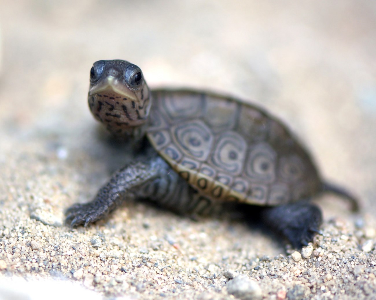 The diamondback terrapin (Malaclemys terrapin) is a unique turtle species. Photo credit: Sally Spooner. The diamondback terrapin (Malaclemys terrapin) is a unique turtle species. Photo credit: Sally Spooner.