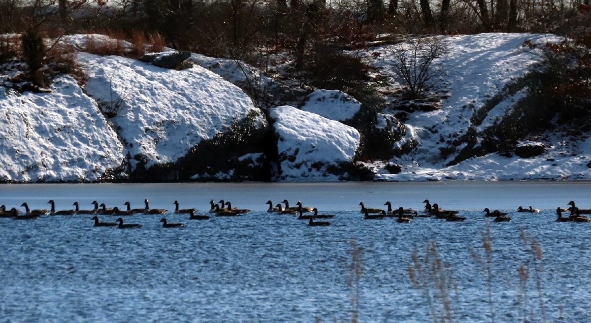 Waterfowl are frequent visitors to the Taunton River. Photo courtesy of Taunton River Watershed Alliance’s Facebook page.