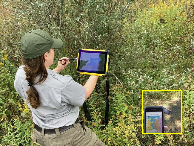 An NPS employee looks at a map on a tablet. She is surrounded by shrubs. Inset: a technician holds up a cell phone with a map on it.