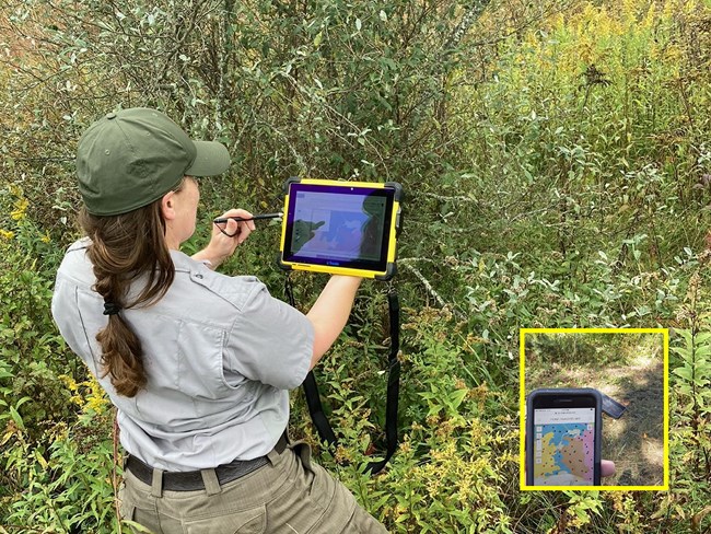 A Park Service employee reads and records data on a tablet while working outside. An NPS employee looks at a map on a tablet. She is surrounded by shrubs. Inset: a technician holds up a cell phone with a map on it.