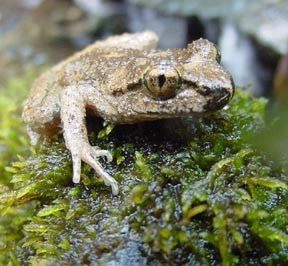 Close up of tailed frog body especially of eyes