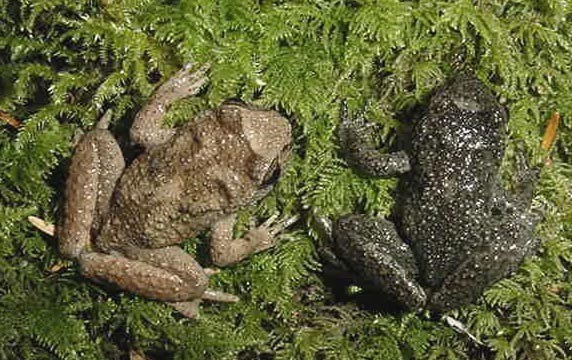 Two tailed frogs sitting next to each other on moss