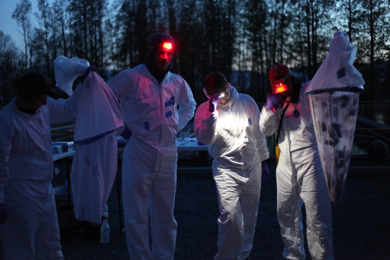 Group of people wearing headlamps and white jumpsuits, holding nets full of dozens of small bats.