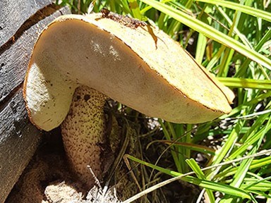 The aspen bolete, Leccinum insigne, is a type of mycorrhizal fungus