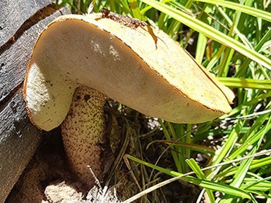 the aspen bolete The aspen bolete, Leccinum insigne, is a type of mycorrhizal fungus