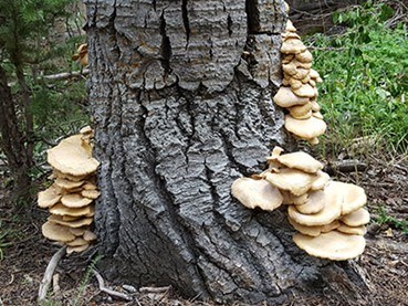 the oyster mushroom The oyster mushroom, Pleurotus populinus, is a type of wood decay (saprotrophic) fungi.