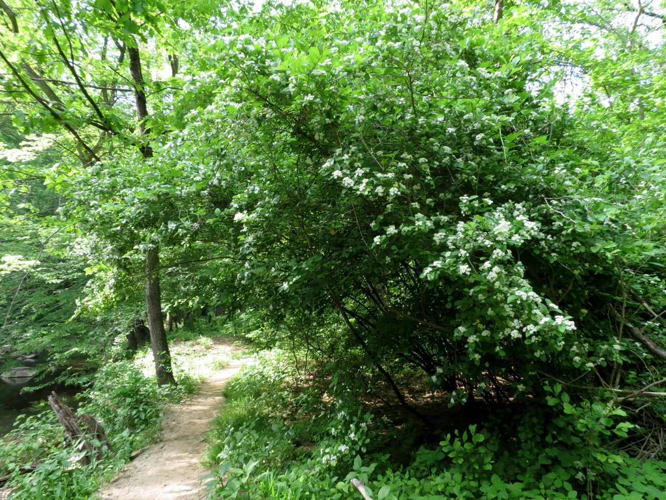 thicket_Ktja Schulz A tall green shrub with white flowers leans over a dirt trail in the forest.