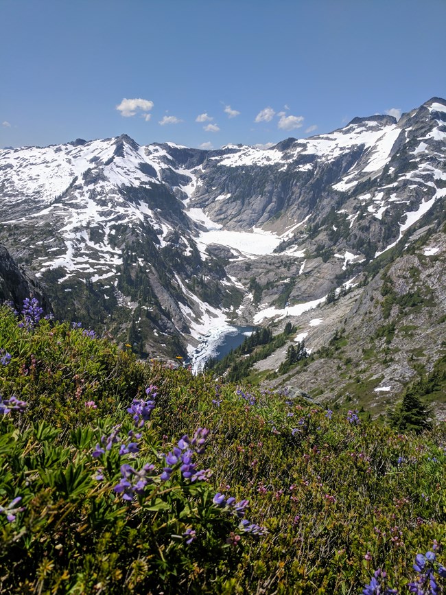 snowy mountains with a partially snow covered mountain lake and purple wildflowers in the foreground