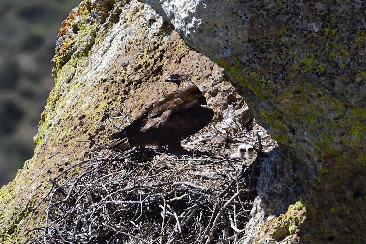 Golden eagle adult with two small white chicks on an enormous stick nest on the side of a cliff.