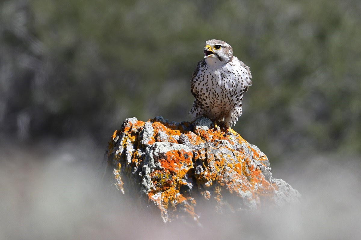 Prairie falcon on a lichen-covered rock with it's beak open as it loudly claims its territory.
