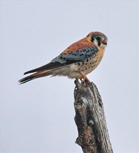 American Kestrel An American Kestrel a small raptor with mottled wings.