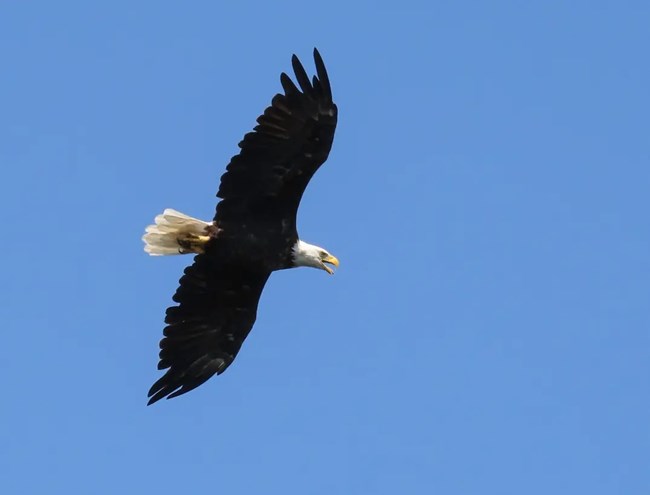 Bald Eagle sighting A bald eagle soring across a clear blue sky.