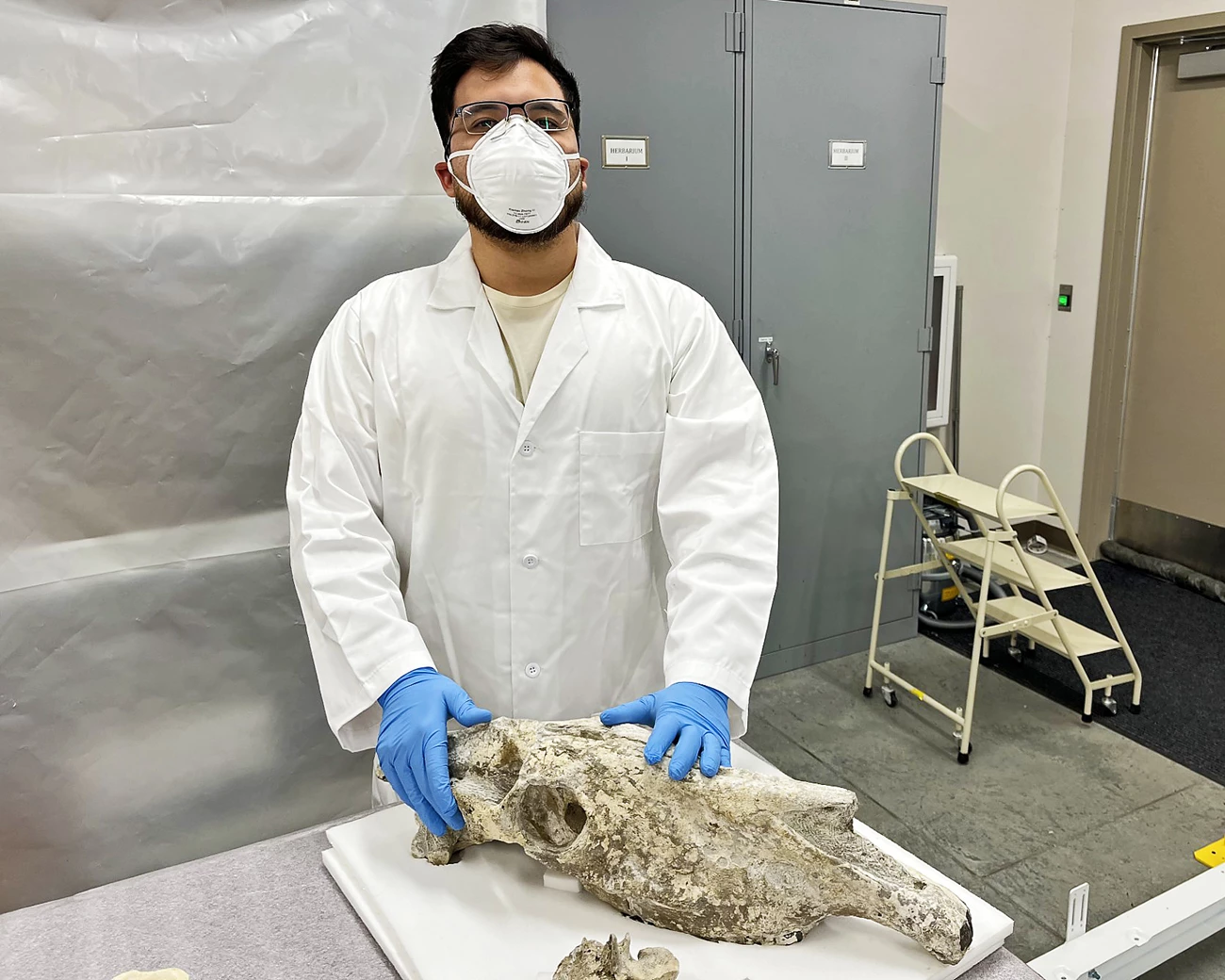 Handling radioactive fossils Person in a labcoat, blue gloves, and N95 mask touches a horse skull with both hands and looks toward the camera. The skull is on a table covered in a thin layer of foam, and is supported by several thicker foam pieces.