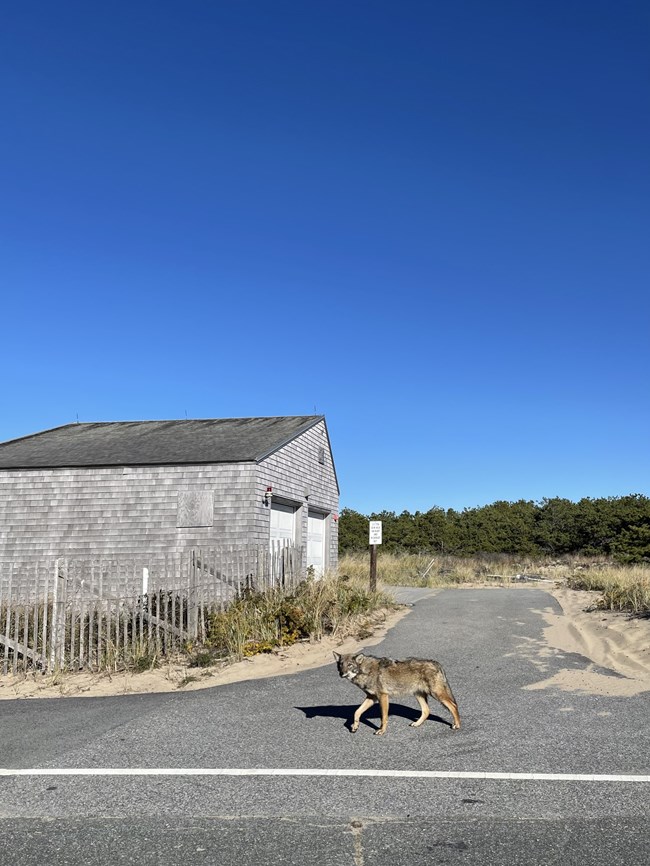 Eastern Coyote walks along road in front of building.
