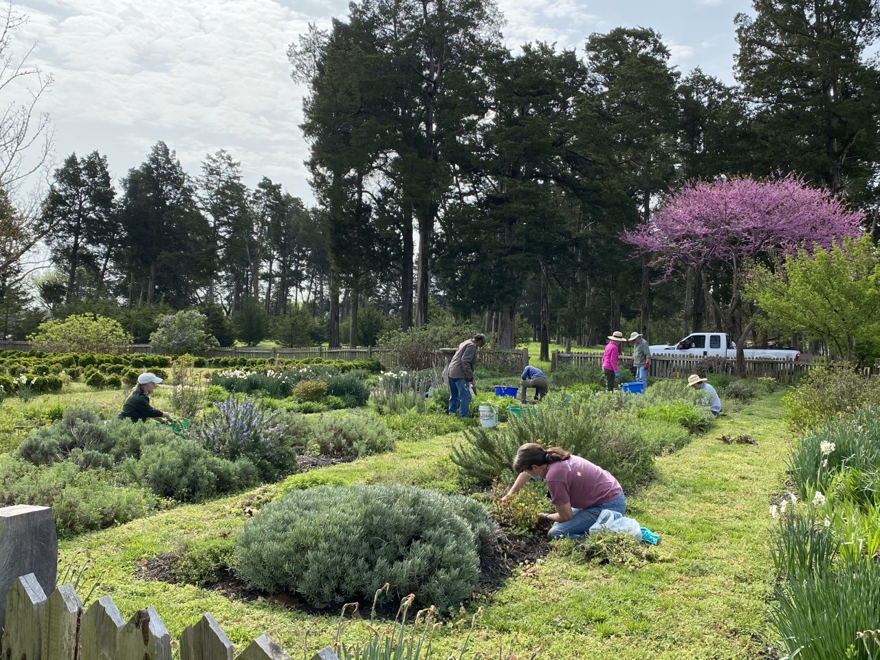 Northern Neck Master Gardeners Group of people working in colonial flower garden