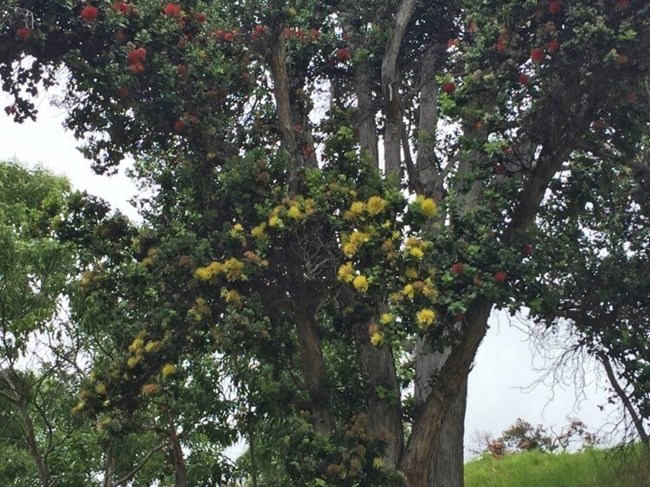 ʻŌhiʻa tree with red and yellow blossoms