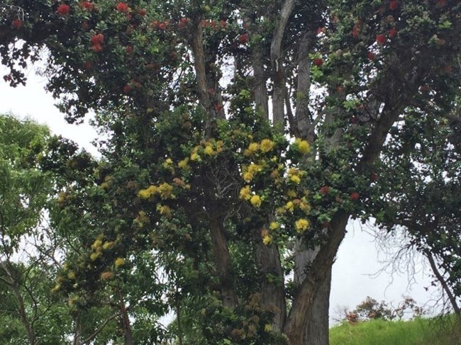 ʻŌhiʻa ʻŌhiʻa tree with red and yellow blossoms