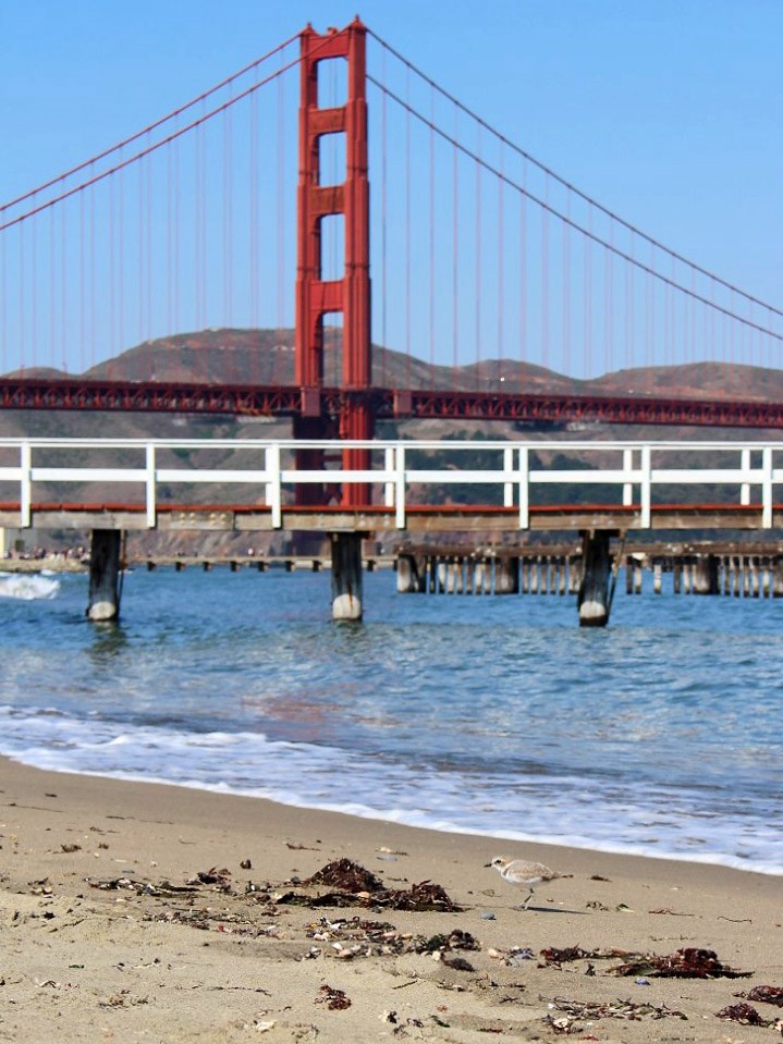 Small shorebird on beach with a view of the Golden Gate Bridge in the background.