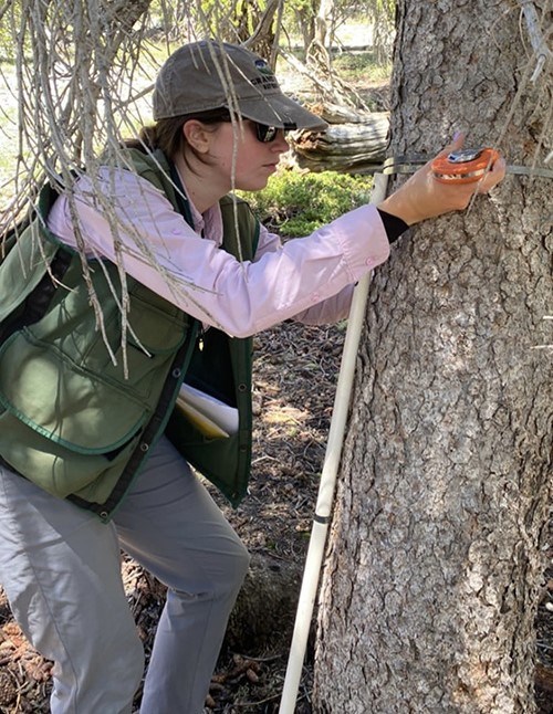Rily Bellias measuring a tree in Great Basin National Park Woman measures the diameter of a tree in a monitoring plot.