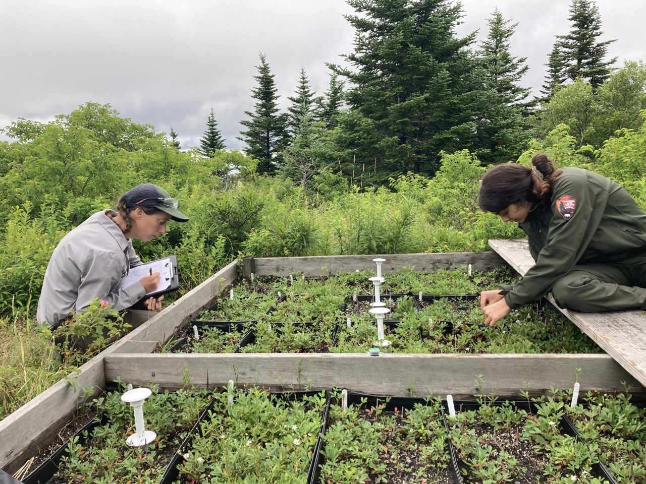 Two staff in NPS field uniform lean over a wooden grid to study small plants