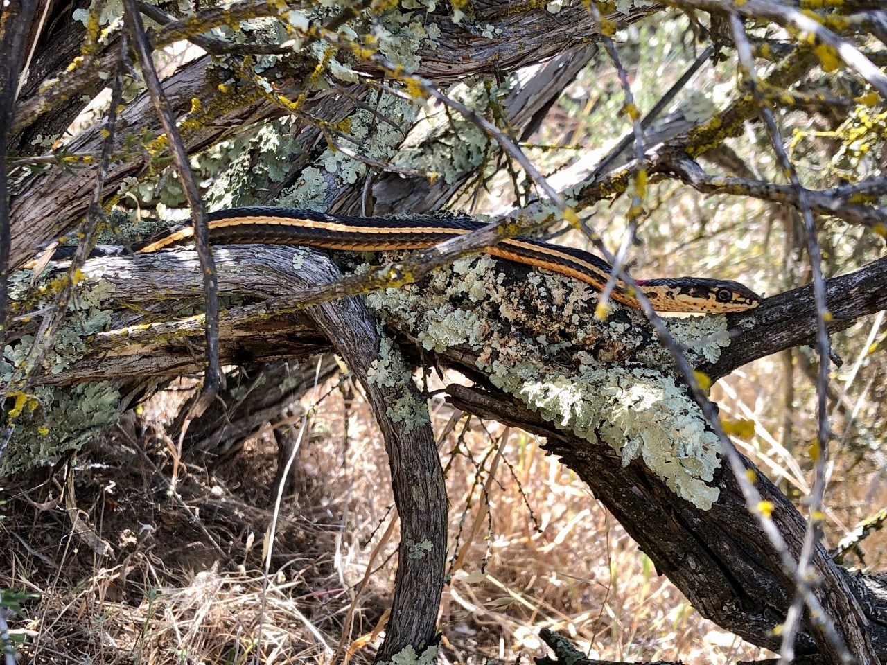 Adult Alameda whipsnake Slender, black and yellow-striped snake among lichen-covered shrub branches.