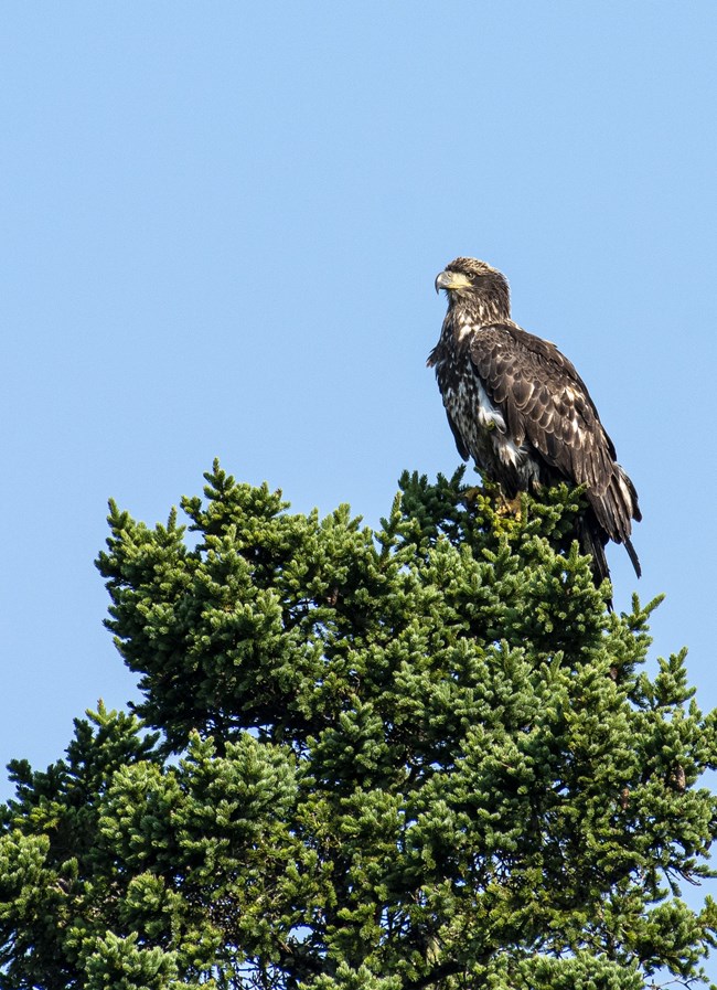 Juvenile Eagle A bald eagle displaying juvenile plumage so that all of its feathers, including the head, are dark. It is perched on a bushy green juniper plant.