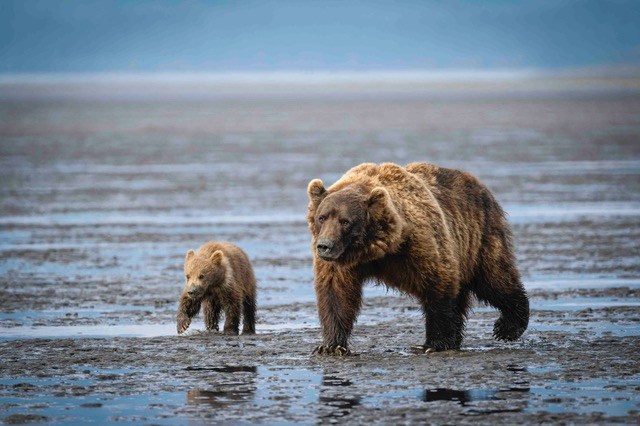 thumbnail_Mom and CubCHB A mother brown bear and her cub walk alongside each other on mudlfats.