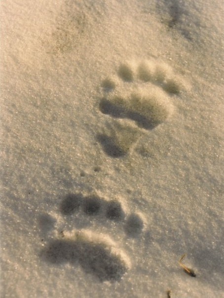 Grizzly bear footprints in snow