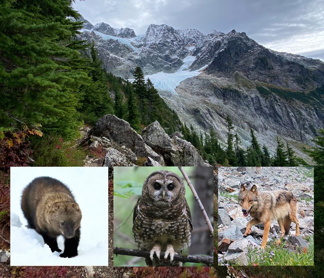 Mosaic of images of North Cascades National Park.