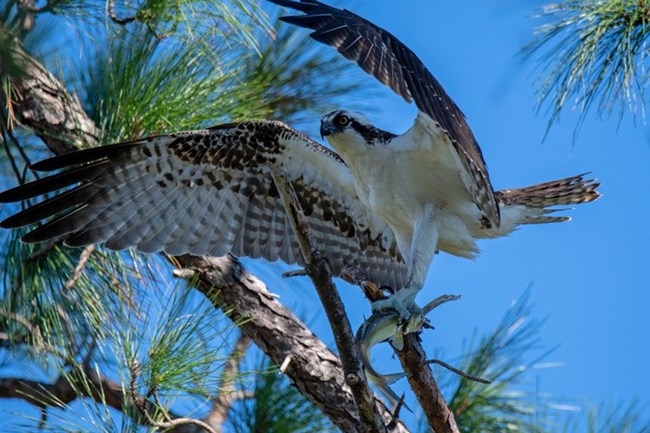 Osprey Osprey mid-landing with its wings spread.