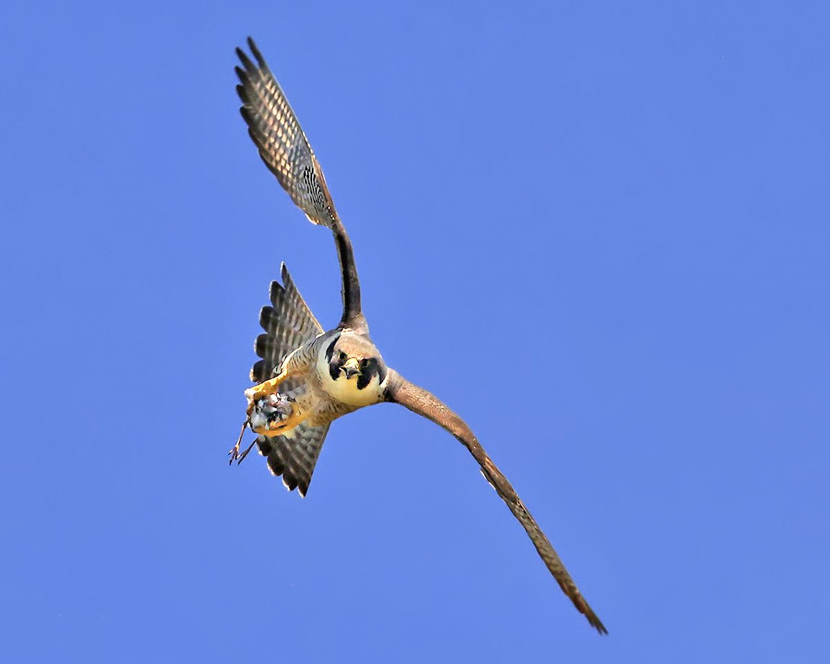 Peregrine falcon in flight facing the camera and clutching a small bird in its talons.