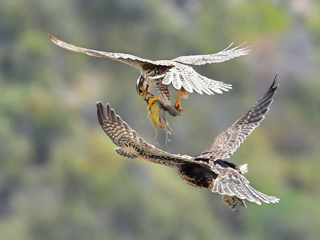 Aerial food delivery Prairie falcon male flying just above a prairie falcon fledgling, gripping a small yellow bird in it's beak and talons.
