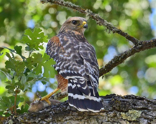 Red Shouldered Hawk A bird of prey looking back as it perches on a branch.