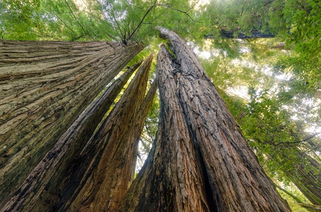 A look up the long trunks of coast redwoods into the green canopy.