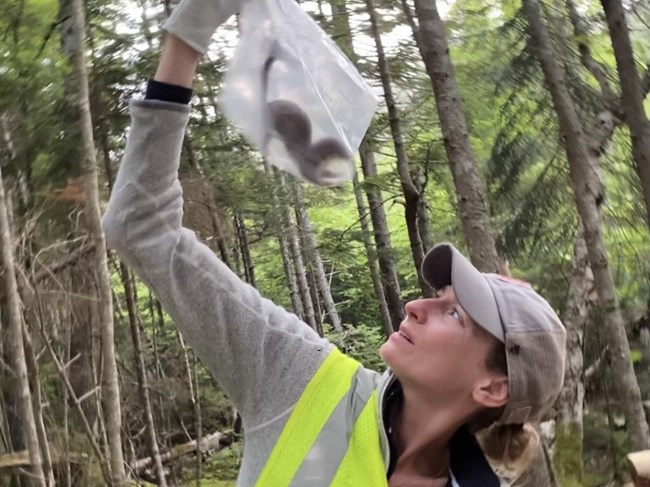 Slabach with a mustelid. Researcher inspecting an unexpected capture of a weasel.