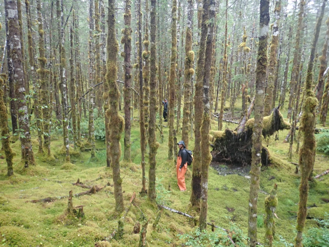 Intern Martin Schneider, seasonal Archeology Technician Sean Sullivan, and Archeology Supervisor Patrick Lewis conducting field surveys in James Lagoon. Two men pictured walking in outdoor gear in dense vegetation