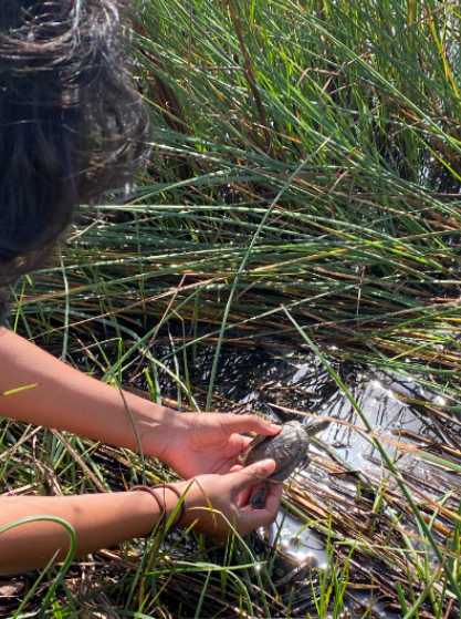 Western pond turtle reintroduction Person using two hands to gently place a turtle among the rushes at the edge of a pond.