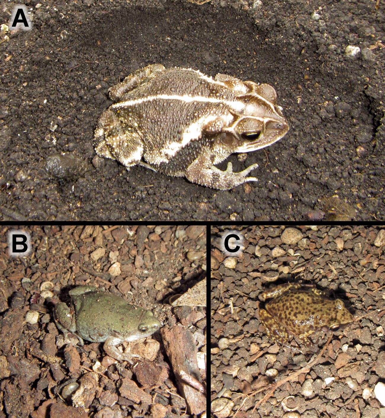 three different amphibian species at rest on the ground, each in a separate photo