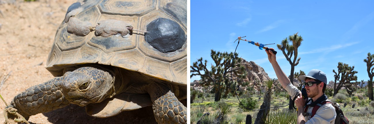 wildlife biologist tracking a tortoise a photo of a wildlife biologist tracking a tortoise