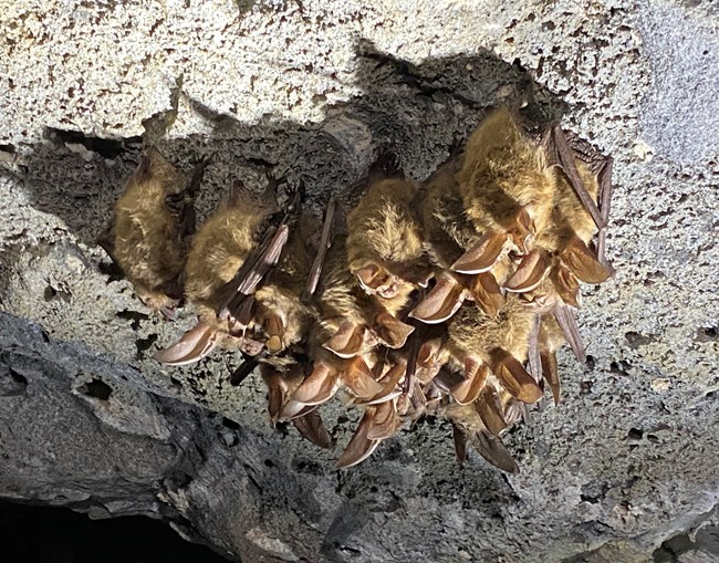 Cluster of small bats with big ears hanging from cave ceiling.