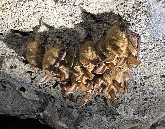 Townsend's big-eared bats. Cluster of small bats with big ears hanging from cave ceiling.